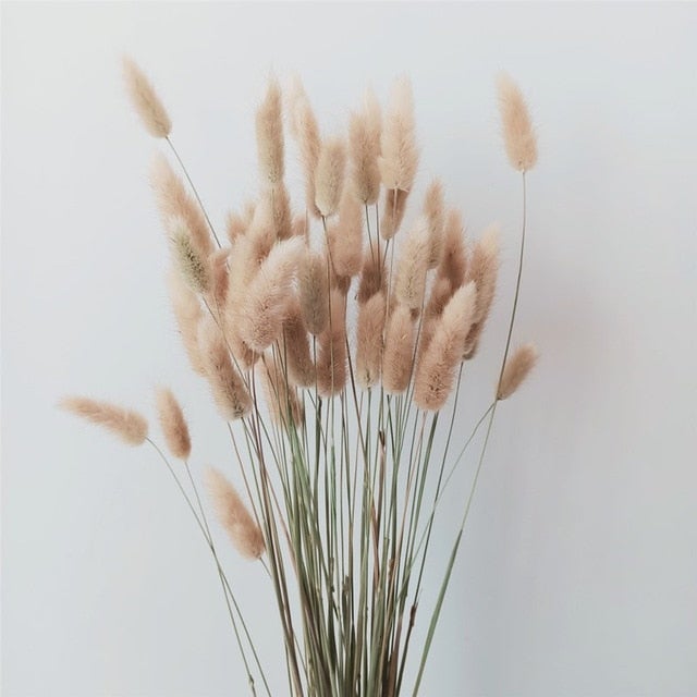 natural-dried-flowersgrass-413100 Accessories Natural Dried Flowers/Grass - Living Simply House